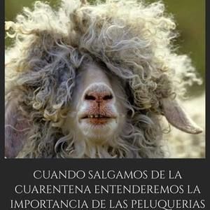 Meet your Posher, Barber